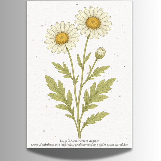 Plantable Seed Card – Illustrated Daisy [Blank inside]