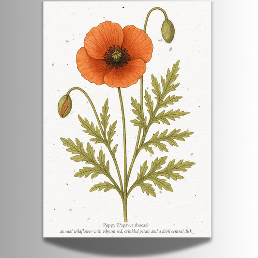 Plantable Seed Card – Illustrated Poppy [Blank inside]