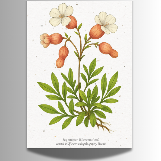 Plantable Seed Card – Illustrated Sea Campion [Blank inside]